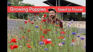 Growing Poppies • From Seed to Flower [upl. by Dionne]