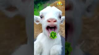 Goats 🐐🐐🐐 entertainment emotional trending comedy funny foolsbacche [upl. by Smiga]