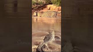 Crocodile stalks leopard from behind crocodile leopard [upl. by Koehler]