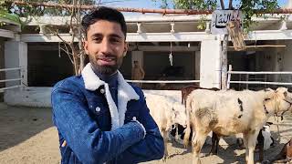 Calf Rearing  Milk Replacer  Dairy Farming Pakistan PkJanwarMandi DrMuzzammil JaniBest [upl. by Epifano]