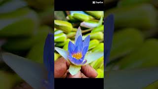 water Lily  শাপলা nature waterlily viralvideo youtubeshorts [upl. by Auqinal]