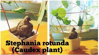 Stephania rotundacaudex plant How to display your indoor plant Home decor [upl. by Arriaes]