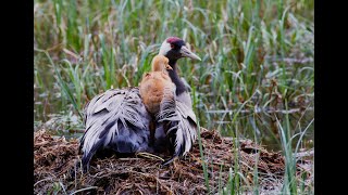 Tranungar Crane chicks [upl. by Siroved244]