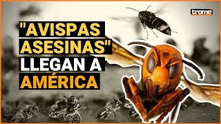 AVISPAS ASESINAS Nueva plaga amenaza a EEUU en medio de la pandemia de coronavirus [upl. by Riane]