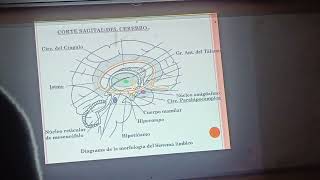 teorica sistema límbico neuro [upl. by Blake]