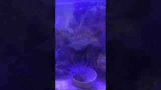 My pico marine tank cycle process [upl. by Resor]