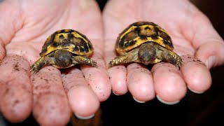 SEPARATING TORTOISE TWINS [upl. by Neerroc769]