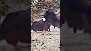 Yak fight 🤜 amazing power show shorts ytshort youtubeshorts short [upl. by Salvador]