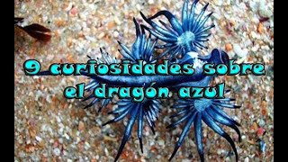 9 curiosidades sobre el dragón azul [upl. by Nihahs]