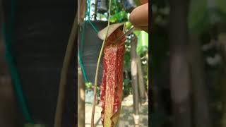 kasih makan nepenthes globosa x rafflesiana  x boschiana x adriani x clipeata plants garden [upl. by Nevsa]