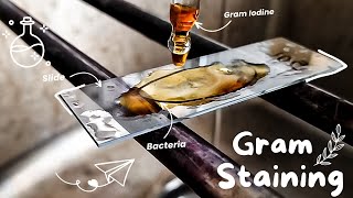 Gram staining procedure 🌸🔬 Bacterial staining technique  How to perform a gram stain Microbiology [upl. by Amanda]