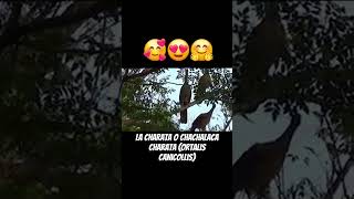 🐦‍⬛🐦Charata o chachalaca charata Ortalis canicollis aves esteros animals folk goat paraguay [upl. by Naejarual726]