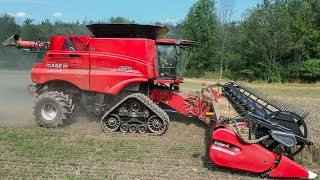 Wheat Harvest with Case IH 8250 Combine on Tracks [upl. by Verene]