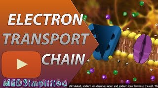 Electron Transport Chain ETC Made Easy [upl. by Wyly]