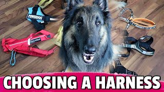 How to Choose the BEST Harness for Your Dog [upl. by Towbin]