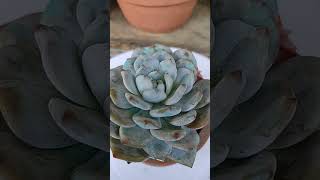 Echeveria Monroe 💓💓 succulent succulentcollection gardening garden [upl. by Riek838]