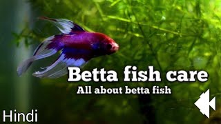 Betta fish care [upl. by Acined]