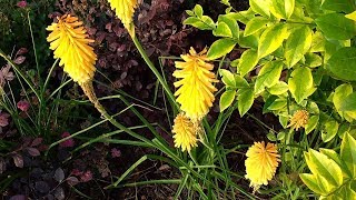 Kniphofia Uvaria [upl. by Bitthia]