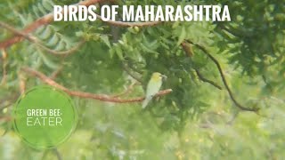 Birds of Maharashtra India  Green Beeeater वेडा राघू Veda raghu  birdwatching sciecomm [upl. by Aisinoid211]