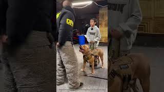 Un Chien Militaire Montre Ses Compétences 🤯 expliqué [upl. by Ydnec]