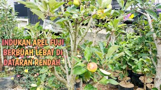 apel fuji berbuah didataran rendah cuma dipot kecilbibit unggul [upl. by Mace]