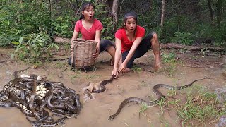 A lot snake in the rainforest Catch snake for survival food  Snake soup spicy Eating delicious [upl. by Epoh]