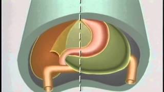 Embryological Development of GastroIntestinal Tract  ACLAND [upl. by Eitisahc]