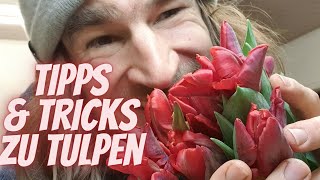 Die wichtigsten Tipps und Tricks wie deine Tulpen lange schön in der Vase stehen vom Fachmann [upl. by Adnahsor]