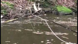 Grayling fishing using czech and polish style technique [upl. by Eamaj]