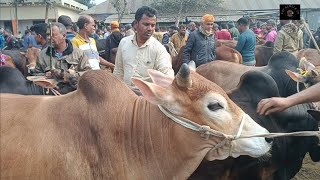 ৭ ফেব্রুয়ারীquot২৪ দেশি জাতের কুরবানীর ষাঁড় গরুর দাম খোঁচাবাড়ী হাট ঠাকুরগাঁও [upl. by Einaffyt]