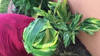 Variegated ginger or shell ginger how to separate or propagate [upl. by Nani343]