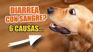 💩🩸CAUSAS de DIARREA con SANGRE en PERROS [upl. by Rankin]