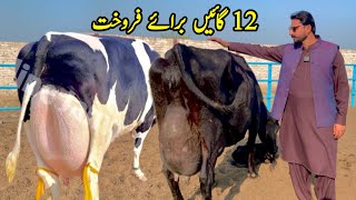 Girlando Cow In Punjab  Cow For Sale At Subhan Dairy Farm  HF Cow  Pk Janwar Mandi [upl. by Gerk]