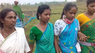 Ale Tola Bapla Enech  Santali Traditional Song Video phulmoniMurmuProduction [upl. by Nesiaj969]