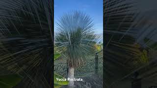 Yucca Rostrata The fantastic cold hardy yucca hudsonvalleygardens yuccarostrata [upl. by Are]