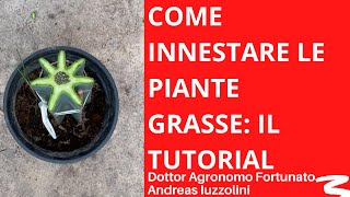 Come innestare i cactus il tutorial HD [upl. by Haswell]