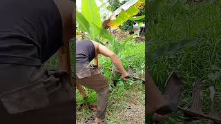 Cleaning lakatan bananabananafarmer bananafarm banana [upl. by Adella]