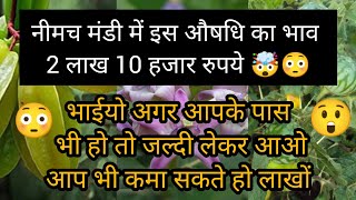 नीमच मंडी मे एक औषधि 2 लाख 10 हजार रुपए बिकी 🤯😳 ।। नीमच मंडी भाव ।। Neemuch Mandi Bhav [upl. by Akinat]