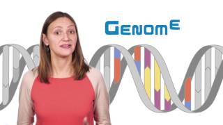 What is the difference between genetics and genomics [upl. by Donela]