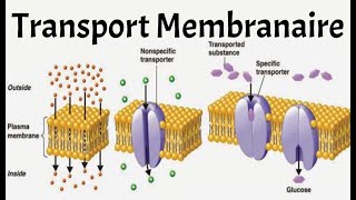 TRANSPORT MEMBRANAIRE PHYSIO [upl. by Ennoved975]