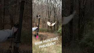 Bow hunting pheasants right out of the air archery wildlife bowhunting hunting nature fypシ゚ [upl. by Eus]