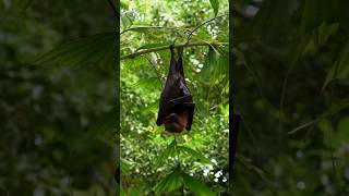 Navigatie van de vleerhond🦇 zoo natuur [upl. by Alliehs845]