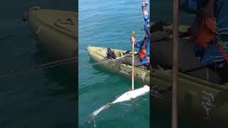 MASSIVE Almaco Jack Offshore Kayak Fishing Panama [upl. by Atnoed937]