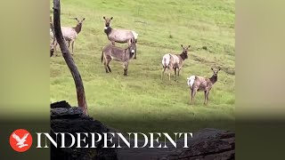 Herd of wild elk adopt donkey in California [upl. by Eillen]