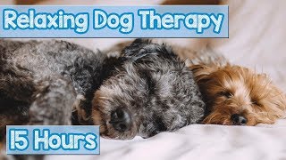 NEW IMPROVED Relaxing Music for Dogs Calm Your Energetic Dog with this Soothing Music 2018 🐕💤 [upl. by Stanwinn]