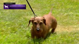 Dachshunds Wirehaired  Breed Judging 2022 [upl. by Behm]