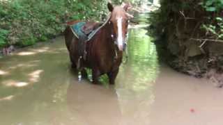 Our horses are wet [upl. by Peggy714]