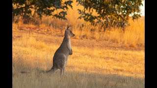 KANGAROOS DIDGERIDOO ABORIGINAL SONG PHOTOS [upl. by Notla]