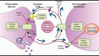 FORENSIC MEDICINE  ORGANOPHOSPHORUS POISONING [upl. by Mighell610]