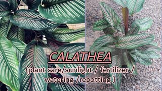 CALATHEA PLANT CARE IN MALAYALAMTIPS AND TRICKS By Ramsy [upl. by Allerym]